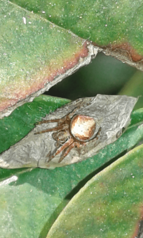 Araneus sturmi/triguttatus, giovane (cfr.)